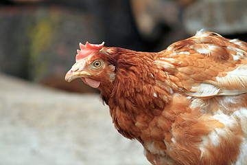 Image showing brown hen portrait