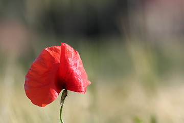 Image showing colorful poppy detail with bokeh