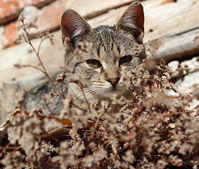 Image showing curious kitty resting at noon