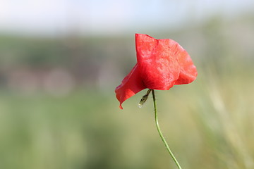 Image showing detail of red poppy