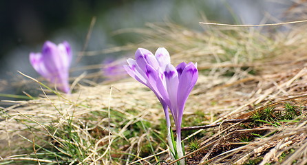 Image showing detail of some crocuses