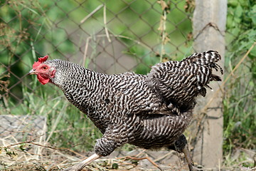 Image showing hen running at the farm