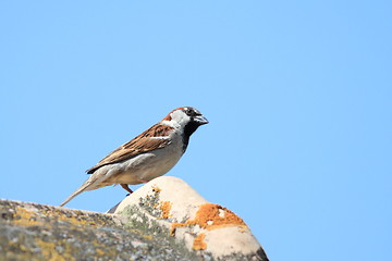 Image showing house sparrow on roof