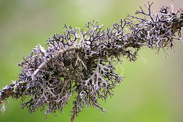 Image showing lichen on an old spruce branch