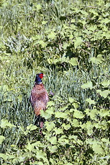 Image showing male phasianus colchicus on the green meadow