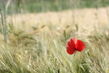 Image showing minimalist view of a red poppy