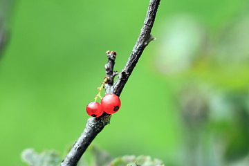 Image showing minimalist view of redcurrant