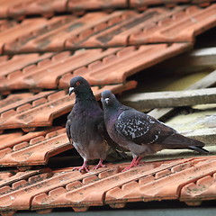 Image showing pair of pigeons on roof