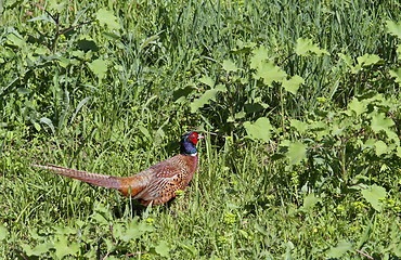 Image showing pheasant cock in the summer field