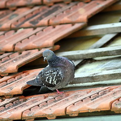 Image showing pigeon +on a broken roof