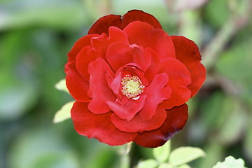 Image showing red rose in bloom