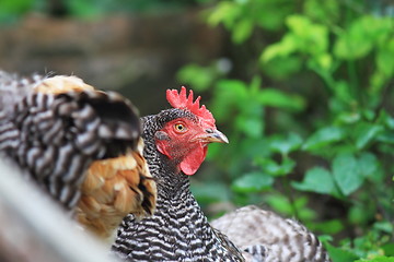 Image showing striped grey hen in the yard 