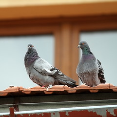 Image showing two pigeons standing on roof