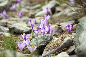 Image showing wild flowers growing among stones in the mountain