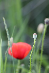 Image showing wild poppy green capsule