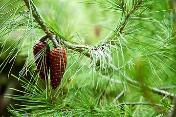 Image showing pine cone and branches 