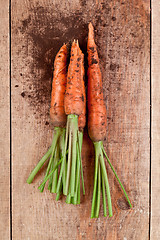 Image showing fresh carrots bunch 