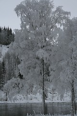 Image showing Frosty tree