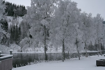 Image showing Frosty trees