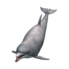 Image showing Dolphin