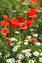 Image showing Red poppy field