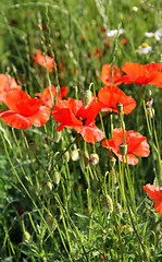 Image showing Red poppy field