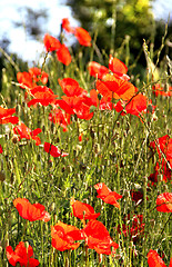 Image showing Red poppy field