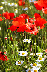 Image showing Red poppy field