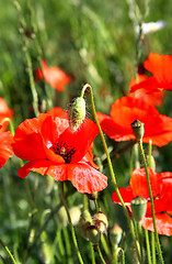 Image showing Red poppy field