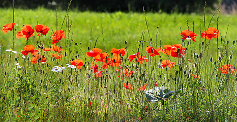 Image showing Red poppy field with chamomiles