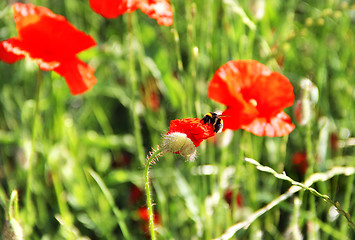 Image showing Red poppy field