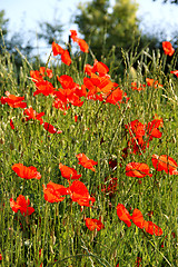 Image showing Red poppy field