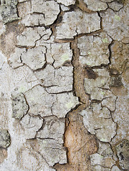 Image showing Tree bark texture

