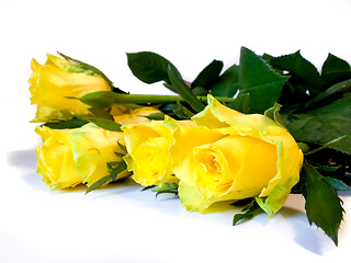 Image showing Yellow roses