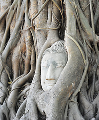 Image showing Head of Buddha