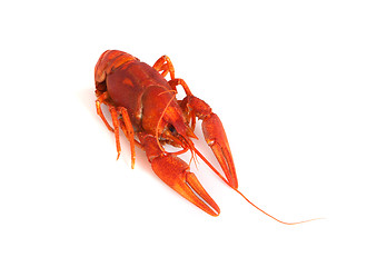 Image showing Boiled crawfish