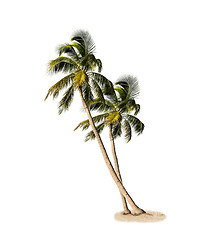 Image showing Palm Trees Isolated