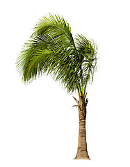 Image showing Palm Tree Isolated