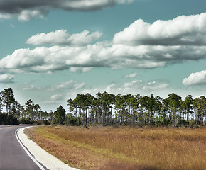 Image showing Pine Forest 