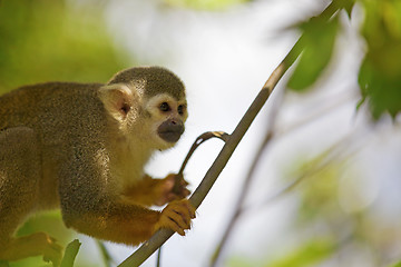 Image showing Squirrel Monkey