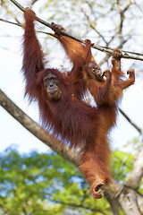 Image showing Borneo Orangutan