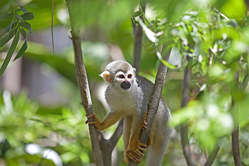 Image showing Squirrel Monkey