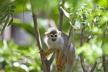 Image showing Squirrel Monkey