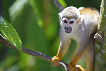 Image showing Squirrel Monkey