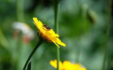 Image showing Heriades truncorum bee on a corn marigold