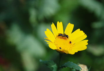 Image showing Closeup of a bee on a yellow corn daisy