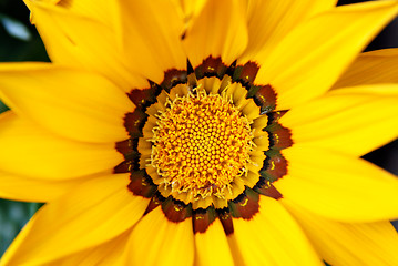 Image showing Closeup of bright yellow gazania flower