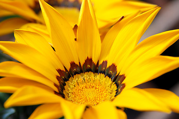 Image showing Gazania flower with bright yellow petals