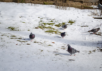 Image showing pigeons walking in the snow 