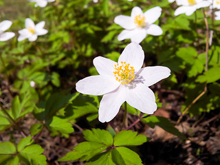 Image showing White anemone flower